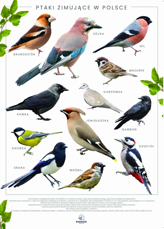 Plakat Karmnik dla ptaków